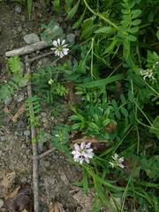 Securigera varia