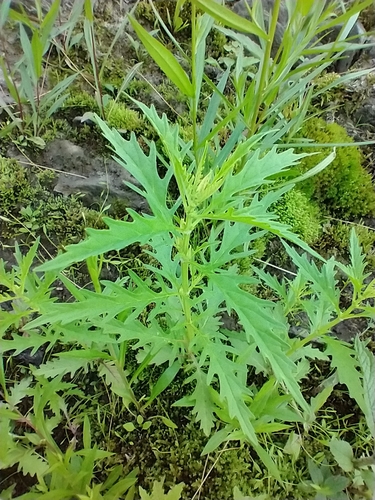 American water horehound (Lycopus americanus)