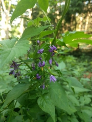 Solanum dulcamara