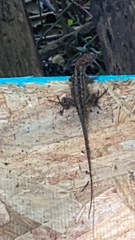 Anolis sagrei