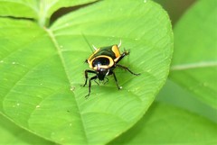 Hemithyrsocera vittata