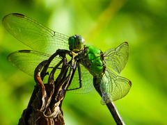 Erythemis simplicicollis