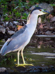 Nycticorax nycticorax
