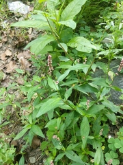 Persicaria