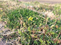 Draba nemorosa