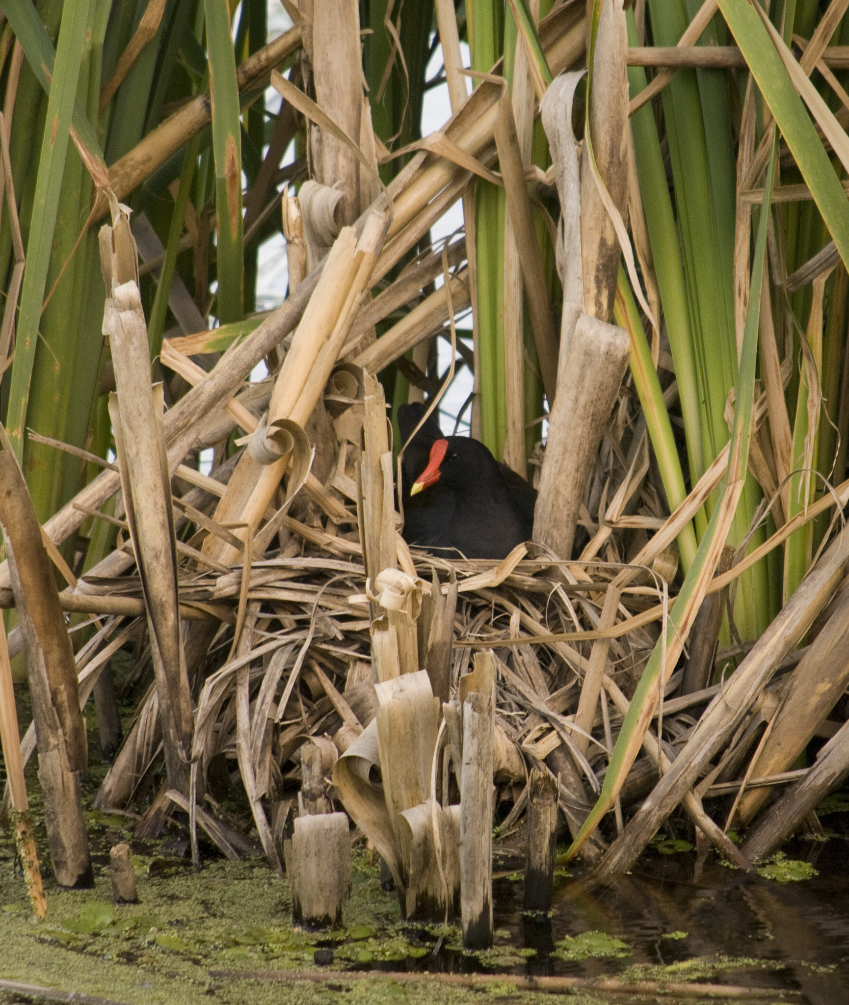Common Moorhen