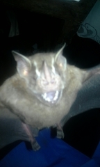 Yangochiroptera
