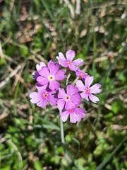 Primula farinosa