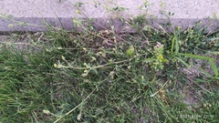 Medicago lupulina