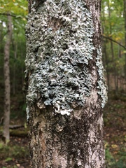 Heterodermia hypoleuca