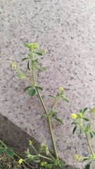 Medicago lupulina
