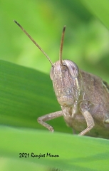 Acrididae