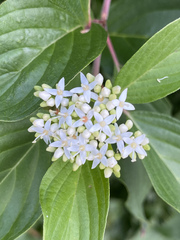 Cornus sericea