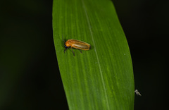 Curtos costipennis