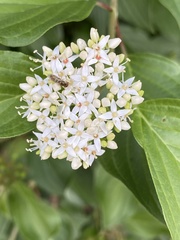 Cornus sericea