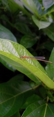 Ceriagrion rubiae
