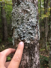 Heterodermia hypoleuca