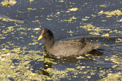 Red-Fronted Coot photo 5