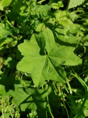Alchemilla tichomirovii