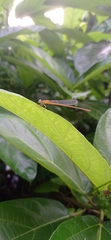 Ceriagrion rubiae