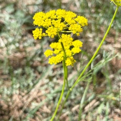 Pseudocymopterus