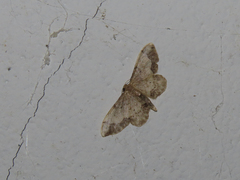 Idaea efflorata