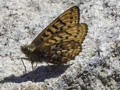 Boloria astarte astarte