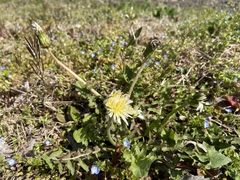 Taraxacum albidum
