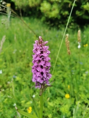 Dactylorhiza praetermissa