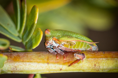 Sextius virescens