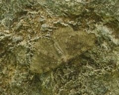 Triphosa