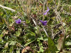 Viola philippica