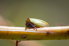 Sextius virescens