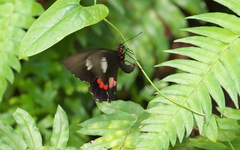 Parides anchises