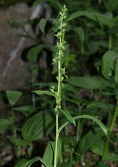 Veratrum lobelianum