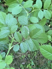 Stigmella rosaefoliella