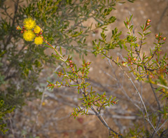 Verticordia chrysantha