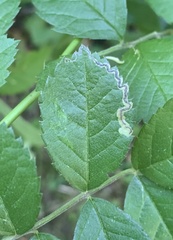 Stigmella rosaefoliella