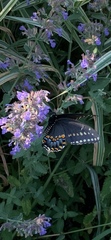 Papilio polyxenes