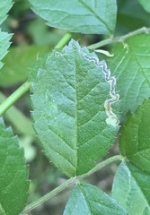 Stigmella rosaefoliella