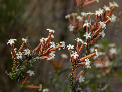 Lysinema pentapetalum