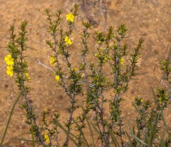 Hibbertia pungens