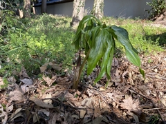 Arisaema thunbergii urashima