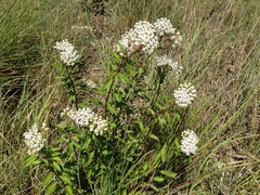 Asclepias texana