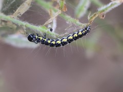 Callimorpha dominula