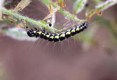 Callimorpha dominula