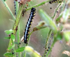 Callimorpha dominula