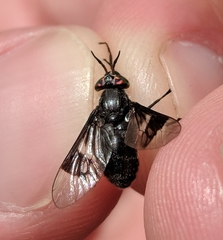 Chrysops carbonarius