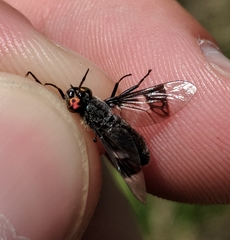 Chrysops carbonarius