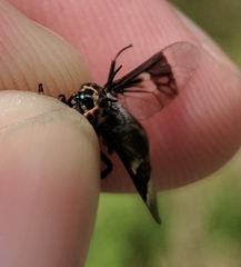Chrysops carbonarius